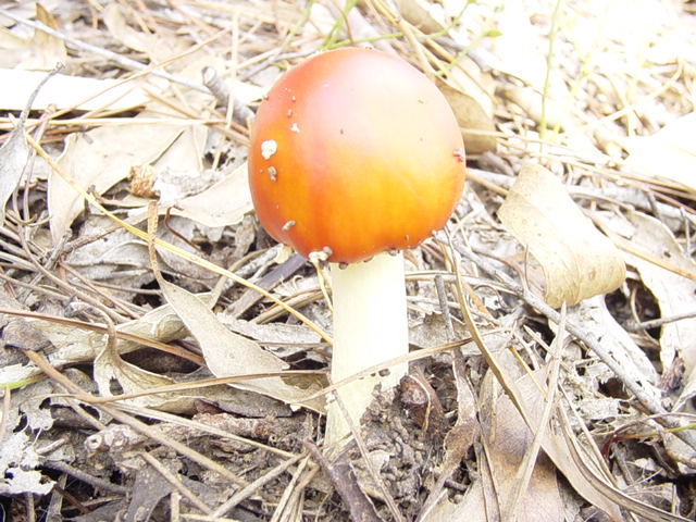 Amanitas