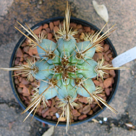 Top down view of my Azureocereus hertlingianus