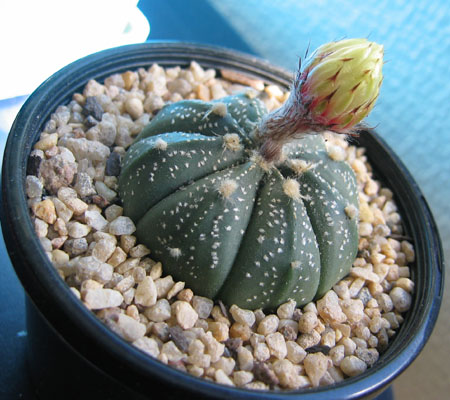 Astrophytum asterias