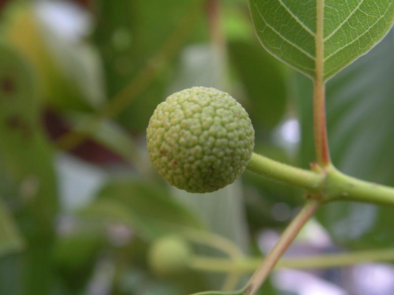 Stage 1 of Kratom Flower Development