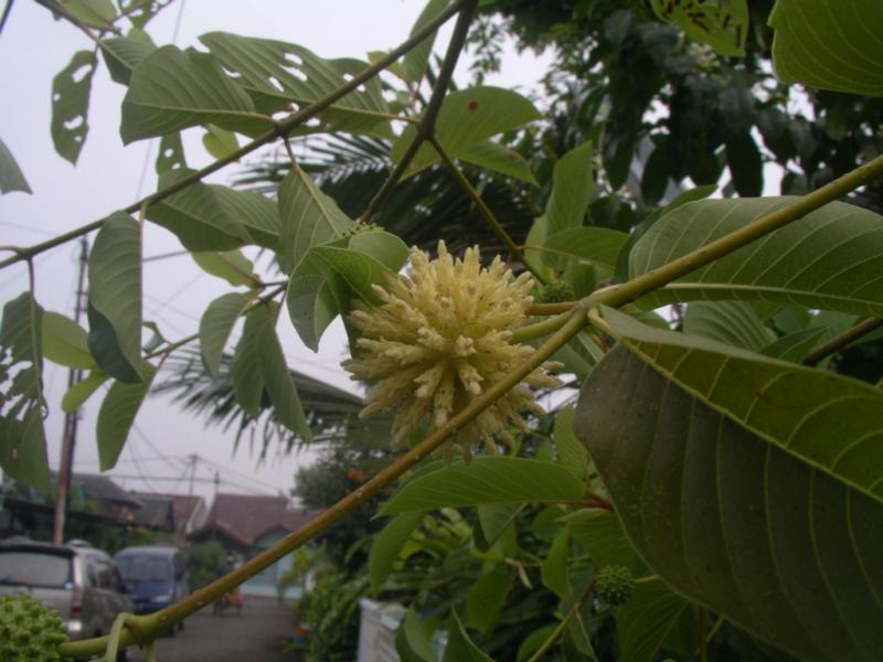 Stage 3 of Kratom Flower Development