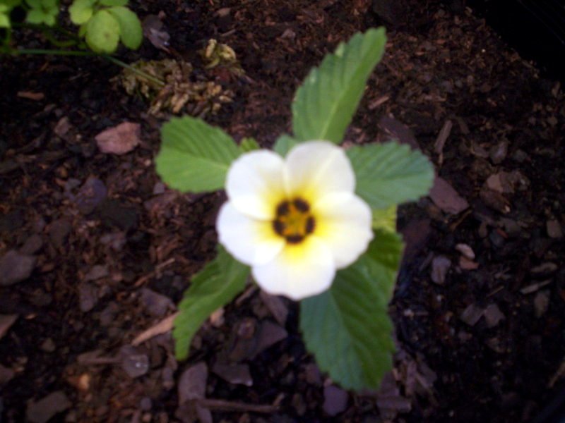 T. ulmifolia in flower