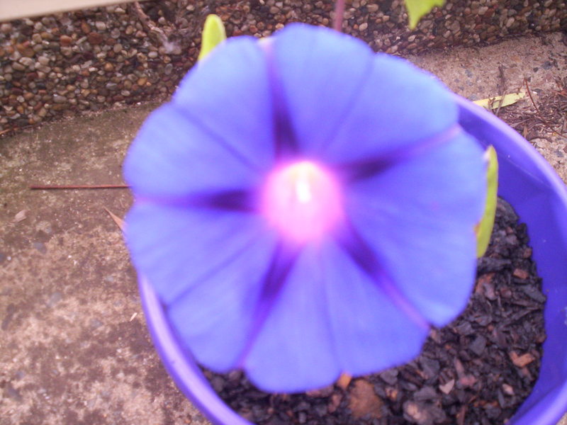 Ipomoea