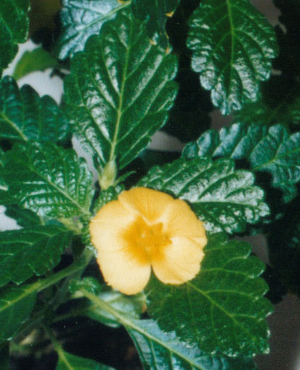 Turnera ulmifolia