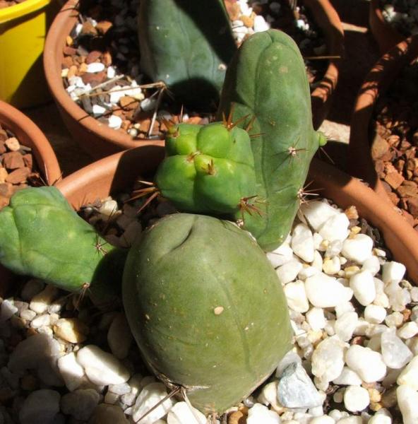 Richardo my first T. bridgesii var monstrose