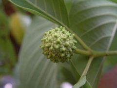 Stage 2 of Kratom Flower Development