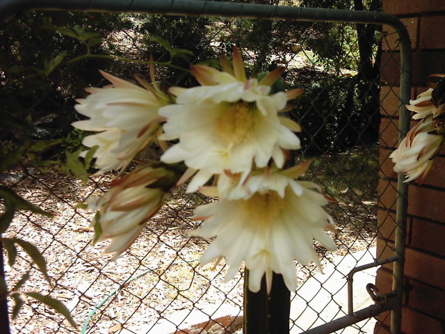 Pedro flowers :)