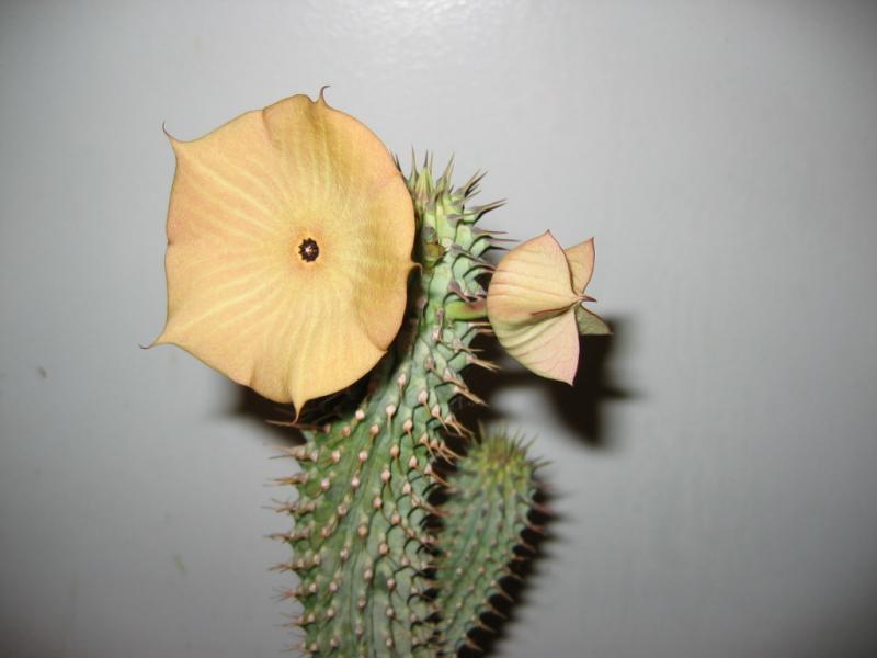 Hoodia Gordonii flower