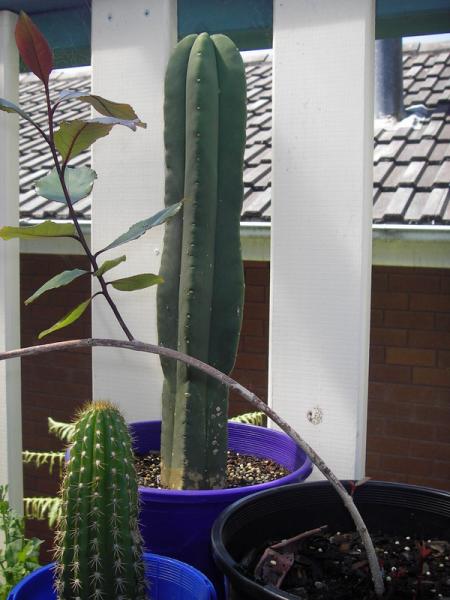 Young Cacti Family