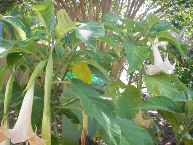 My Brugmansia