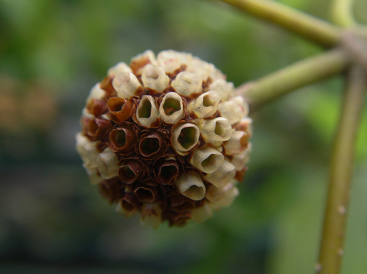 Stage 5 of Kratom Flower Development