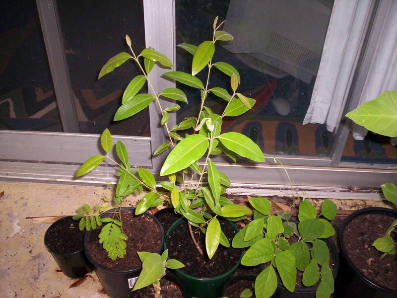 Backhousia (Lemon Myrtle) & Mimosa sp.