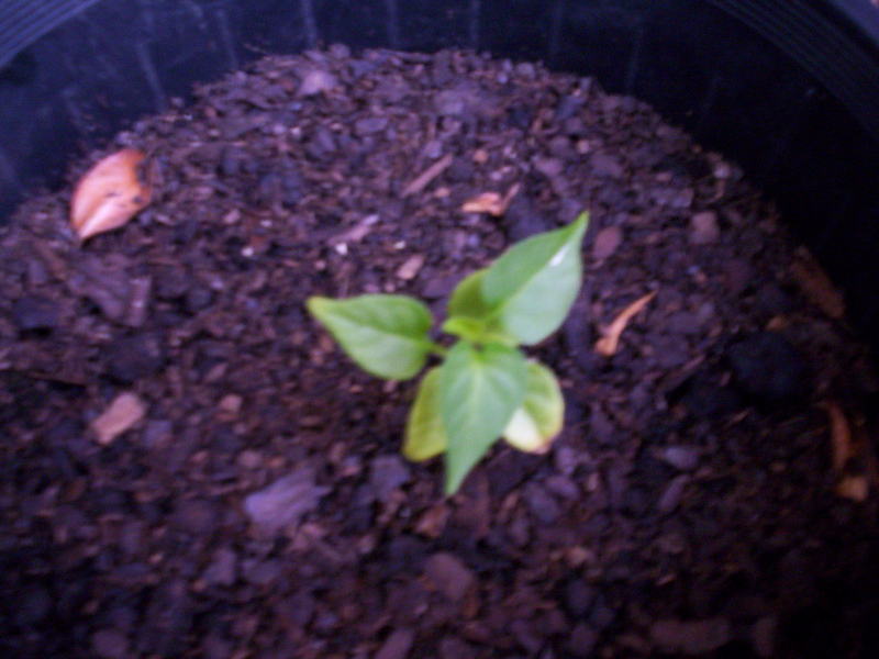 Red Savina seedling