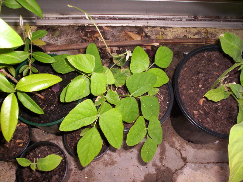 Mucuna pruriens v. utilis