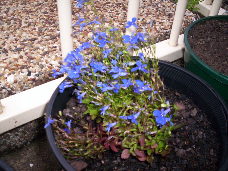 Lobelia sp "Blue Eyes"