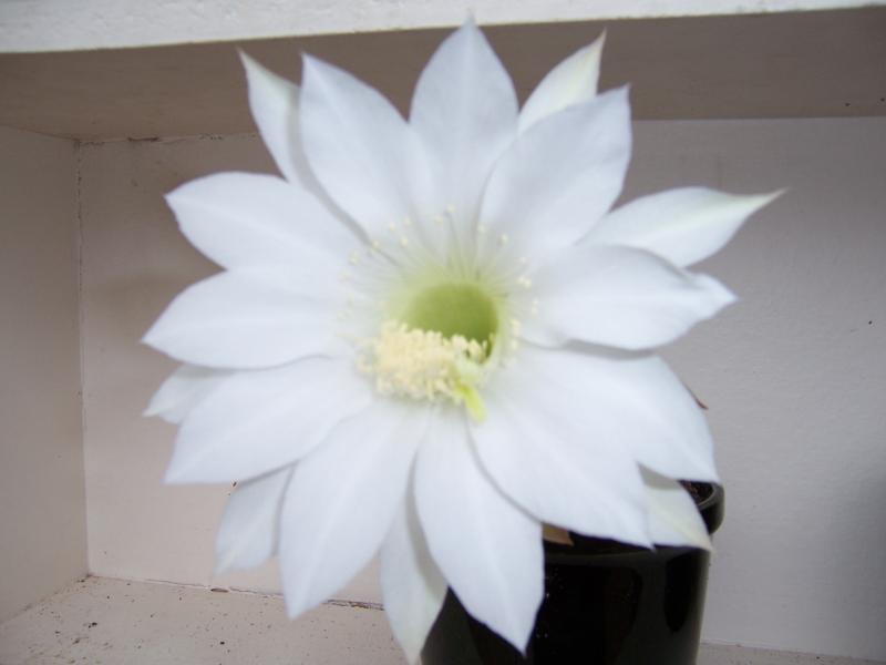 Flowering Button Type Cacti