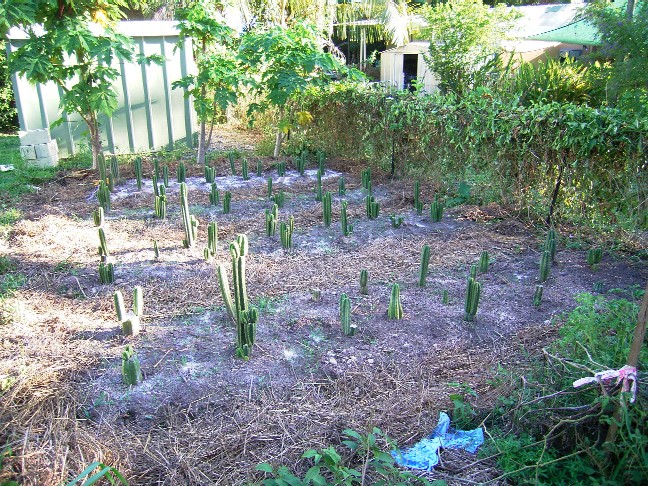 cactus garden