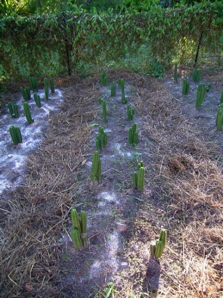 cactus garden