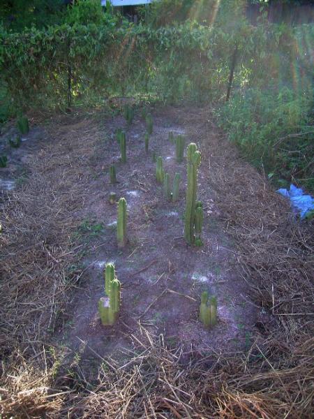 cactus garden