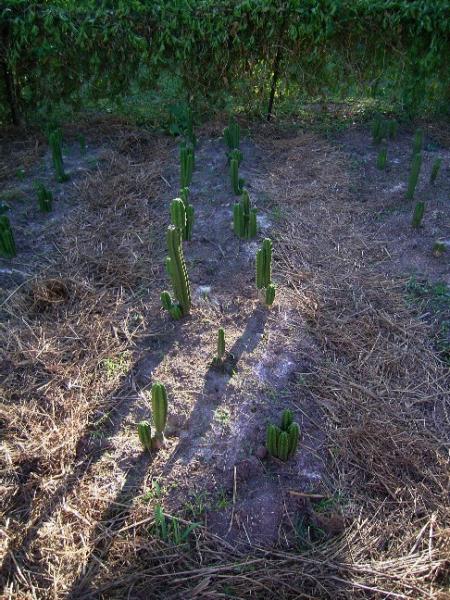 cactus garden