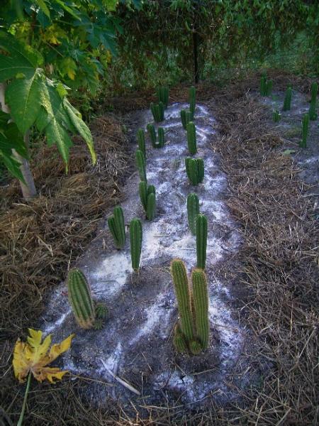 cactus garden