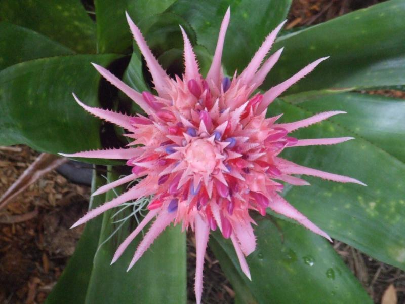 Bromeliad (not sure which speicies) id anyone?