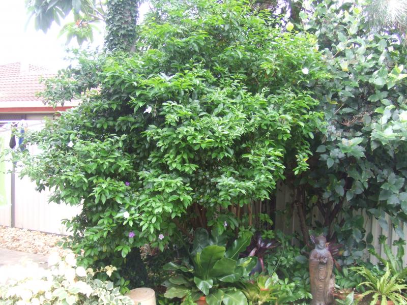  Large Brunfelsia grandiflora