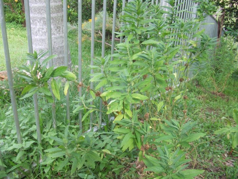 Leonurus leonurus (White flower)