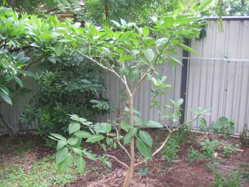 Brugmansia sauveolens