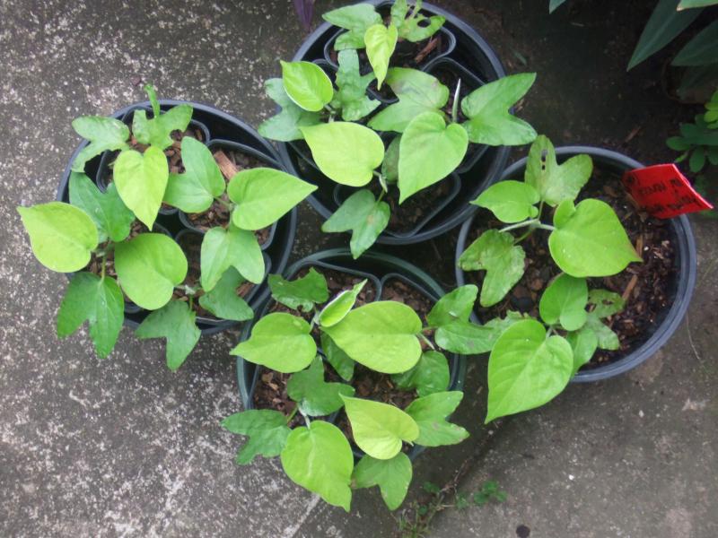 Argyreia nervosa v nervosa seedlings