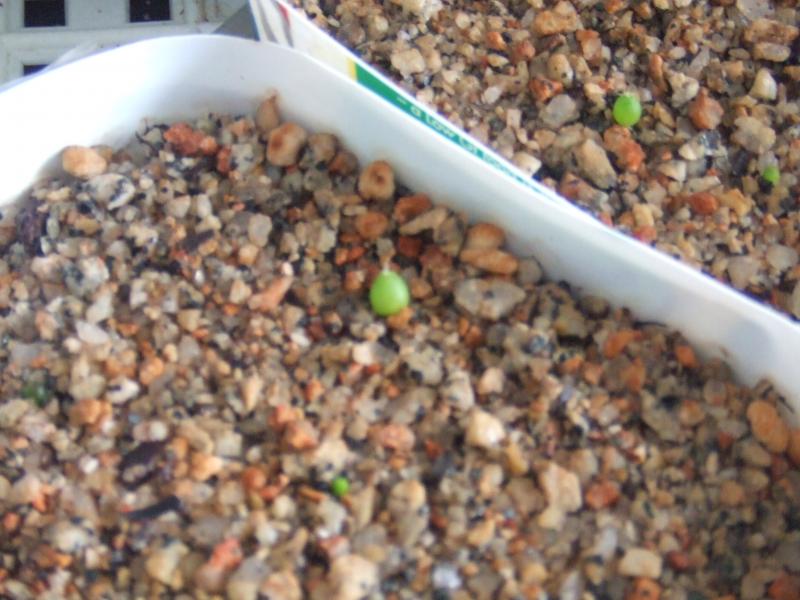 Lophophora williamsii seedlings