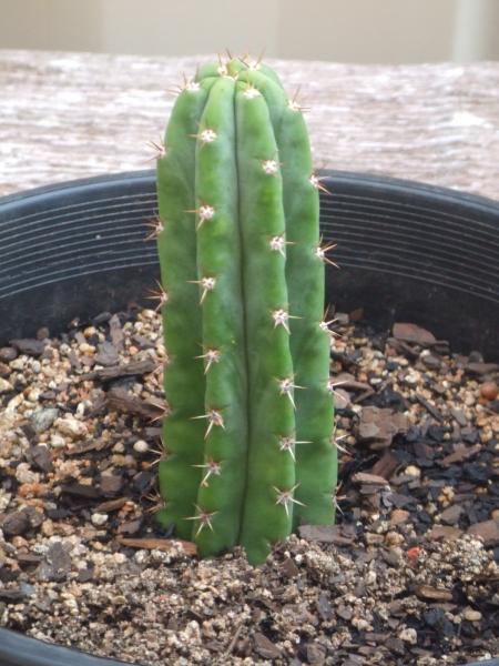 Trichocereus pachanoi