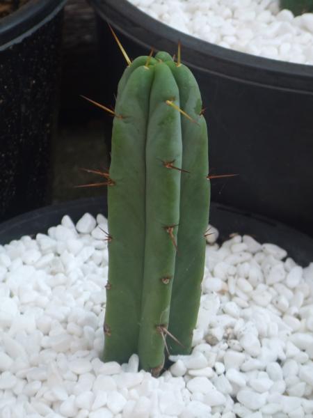 Trichocereus bridgesii