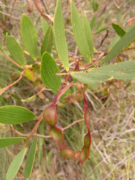 Acacia Complanata