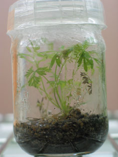 Corydalis aurea with roots ready for deflasking