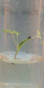 Corydalis aurea aspetic seed germination