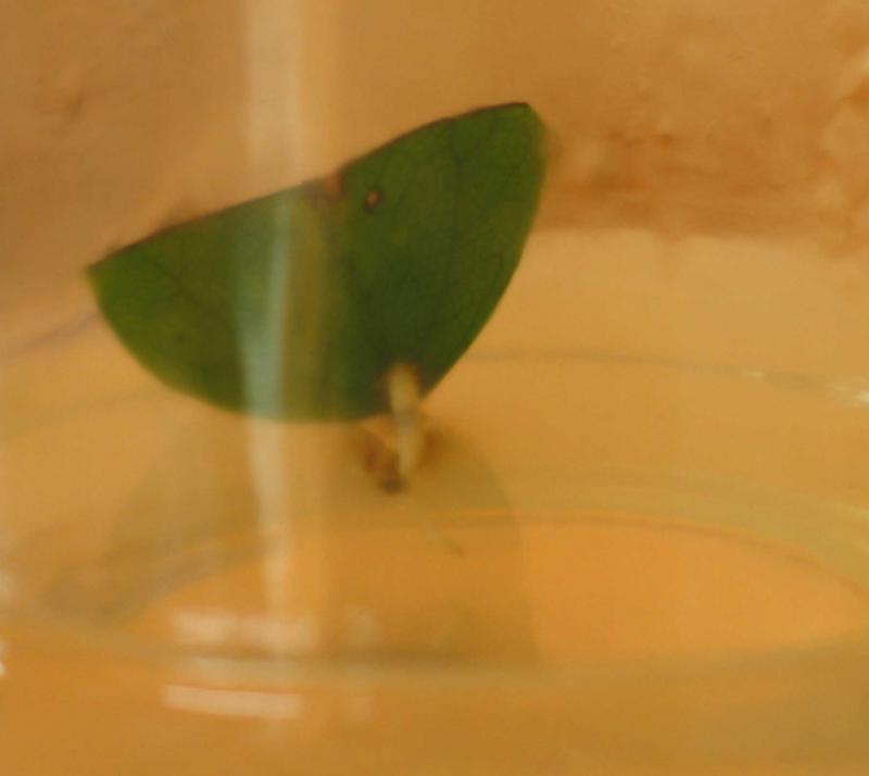 Griffonia simplicifolia leaf culture