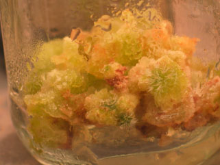 Mammillaria craigii callus cultivation & regeneration