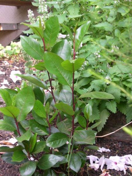 Small bushy red Qat