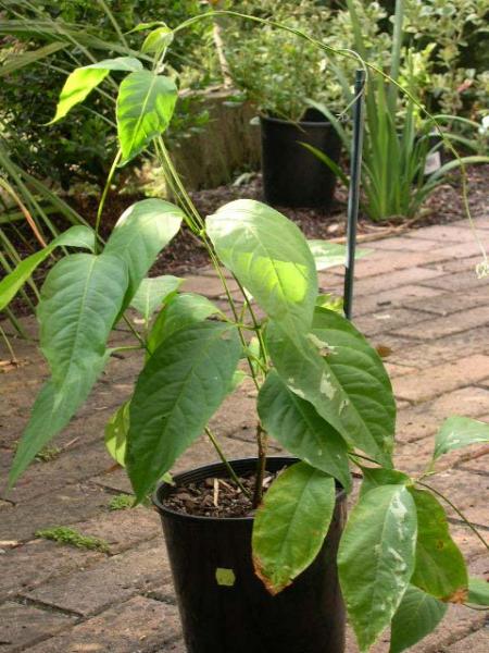 Banisteriopsis caapi, recently sun hardened