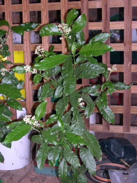 Single carthaginensis still in bloom