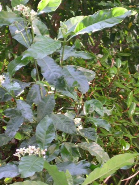 carthaginensis closer foliage shot