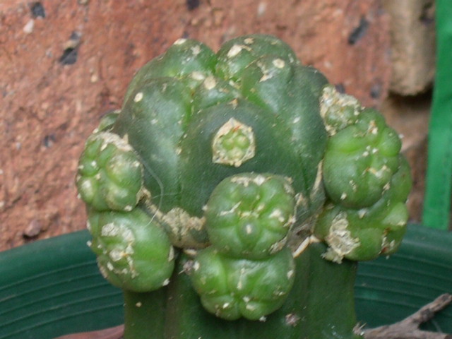 williamsii graft pachanoi