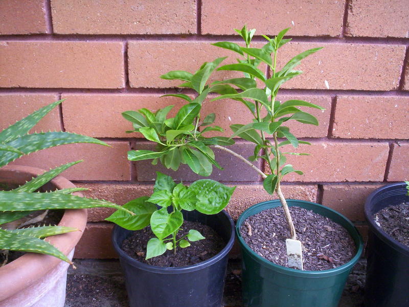 Red Savina (left) Brunfelsia america (right)