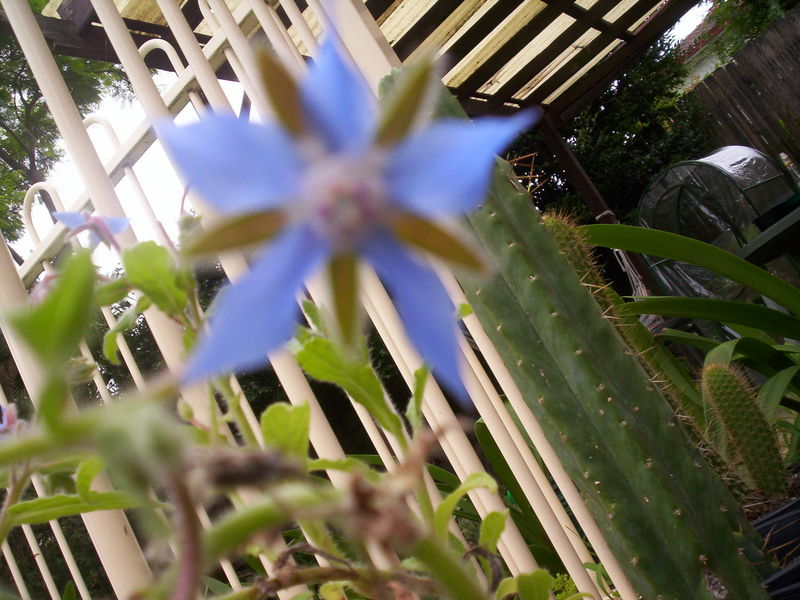 Borage (Borago officinalis) flower