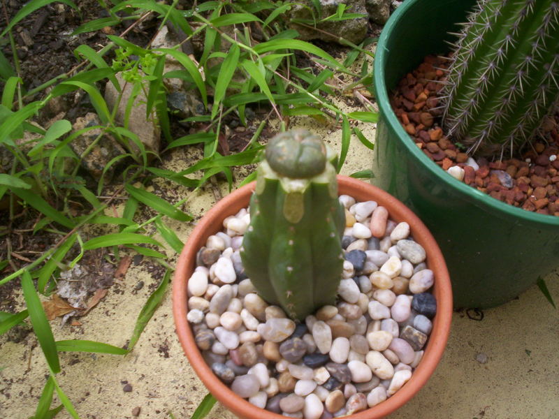 Damaged Lophophora grafted onto T. pachanoi