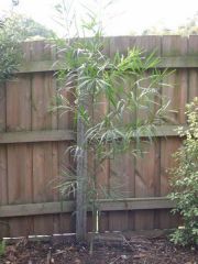 Acacia maidenii