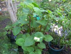 kava plant