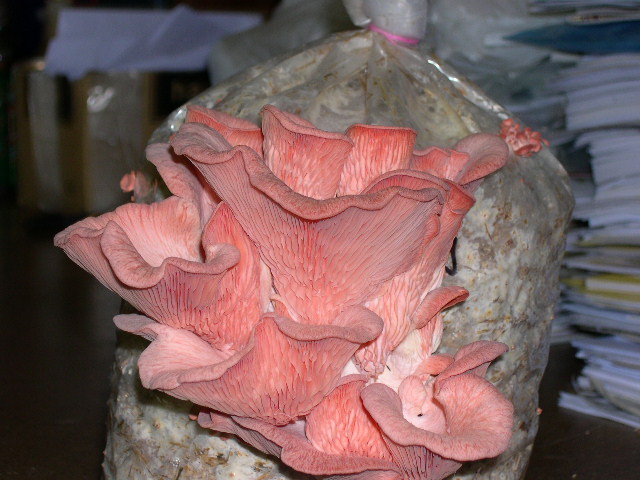 Pleurotus djamor Pink Oyster
