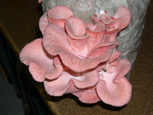 Pleurotus djamor